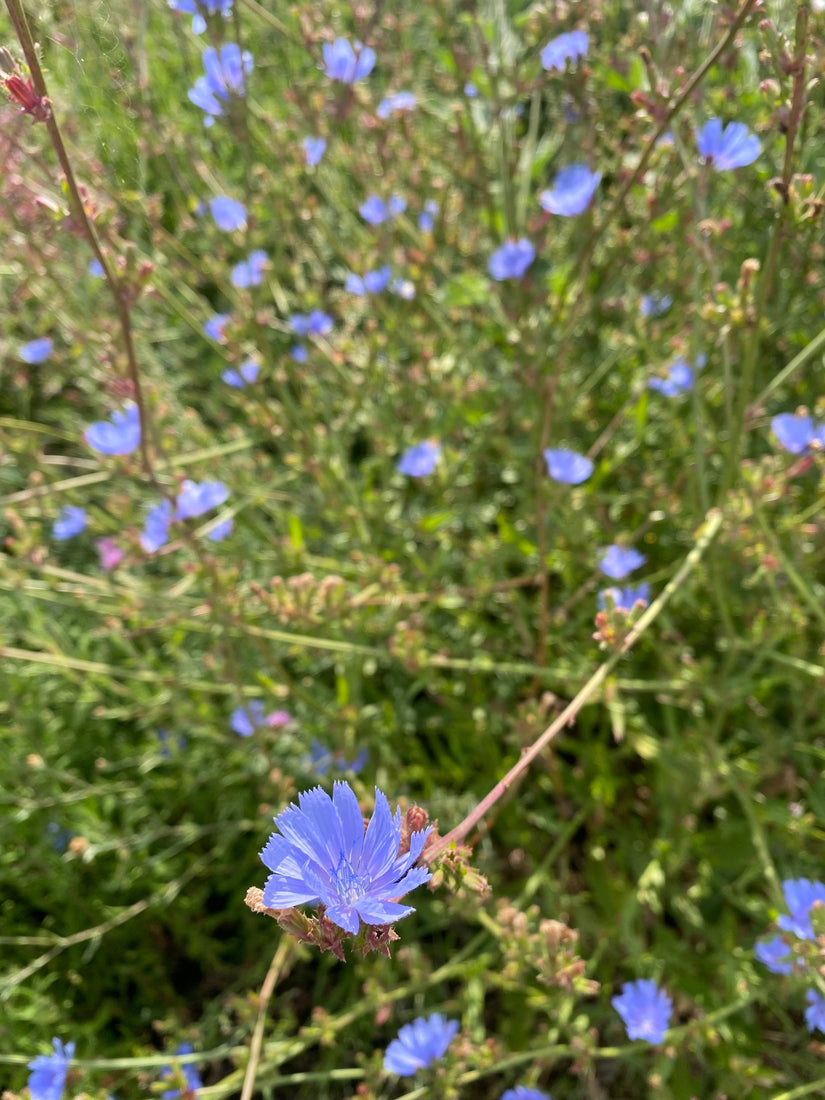 Lichtblauwe bloemen van Andijvie - Cichorium endivia