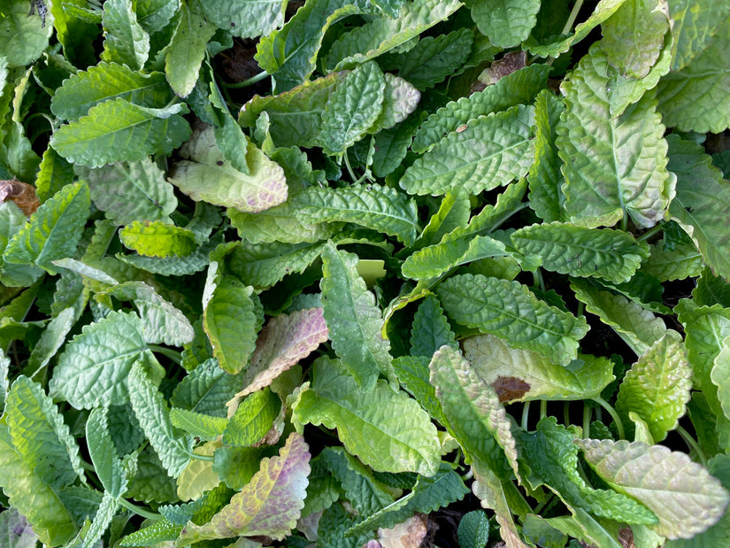 Andoorn - Stachys monieri 'Hummelo' blad zonder bloei