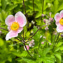 Herfstanemoon - Anemone x hybrida 'Richard Ahrens'
