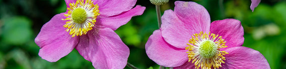 Anemone x hybrida 'Hadspen Abundance' bloeit in de nazomer