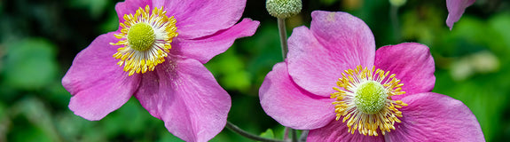 Anemone x hybrida 'Hadspen Abundance' bloeit in de nazomer