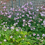 Herfstanemoon - Anemone hybrida 'Serenade' in bloei