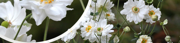 Herfstanemoon - Anemone x hybrida 'Whirlwind' - halfdubbele bloemen