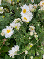 Herfstanemoon - Anemone x hybrida 'Whirlwind' in bloei