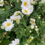 Herfstanemoon - Anemone x hybrida 'Whirlwind' in bloei