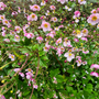 Tuinplanten anemonen borderpakket roze