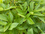 Blad Engelwortel - Angelica gigas