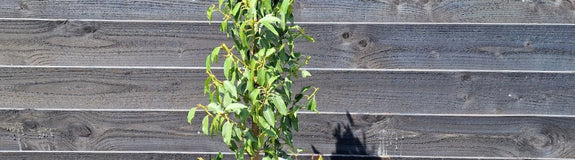 Groene haagplant - Portugese laurier prunus 'Angustifolia'