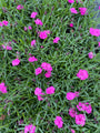 Anjer - Dianthus 'Mountain Frost Ruby Glitter'