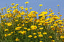 Gele kamille - Anthemis tinctoria - inheemse plant