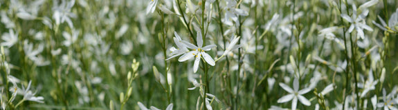 Anthericum liliago Grote graslelie in bloei