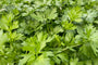 Groene selderij blad - Apium graveolens