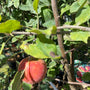 Appelboom Malus domestica 'Elstar'