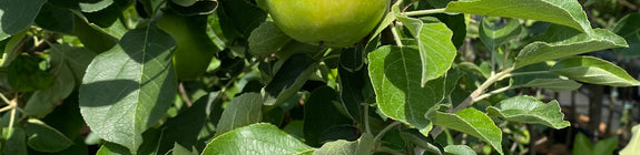 Appelboom - Malus domestica 'James Grieve'