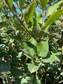 Blad Appelboom - Malus domestica 'James Grieve'