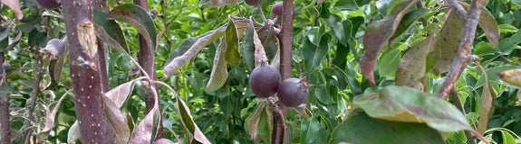  Appelboom - Malus domestica Manzano