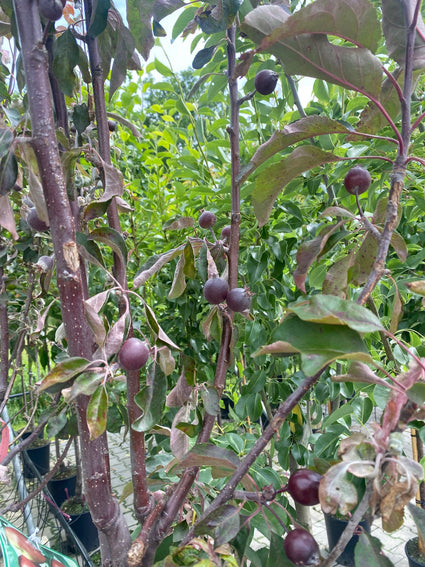  Appelboom - Malus domestica Manzano