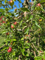 Appelboom - Malus domestica haag