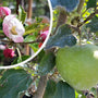 Appelboom - Malus domestica 'Jonagold' - Appel en Bloesem