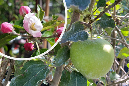 Appelboom - Malus domestica 'Jonagold' - Appel en Bloesem