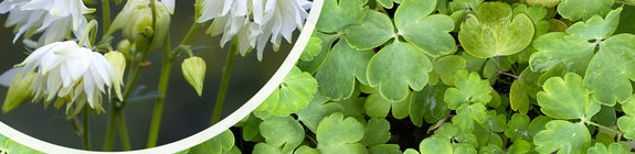 Akelei - Aquilegia vulgaris 'White Barlow' in bloei