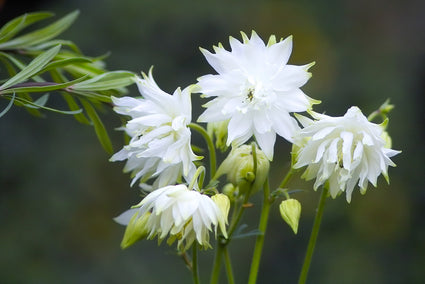 Akelei - Aquilegia vulgaris 'White Barlow'