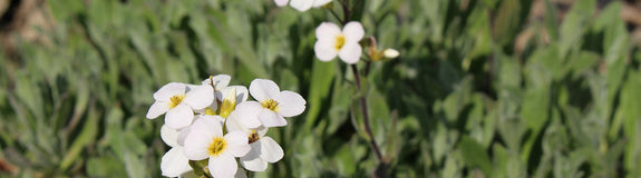 Ruige scheefkelk - Arabis hirsuta subsp. hirsuta