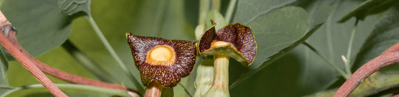 Klimplant Pijpbloem - Aristolochia durior