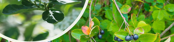 Appelbes - Aronia prunifolia 'Viking' bloei en besjes
