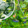 Appelbes - Aronia prunifolia 'Viking' bloei en besjes