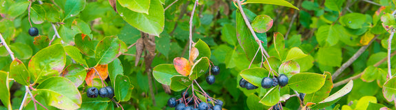 Appelbes - Aronia prunifolia Viking