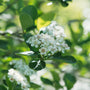 Bloesem Appelbes - Aronia prunifolia 'Viking'