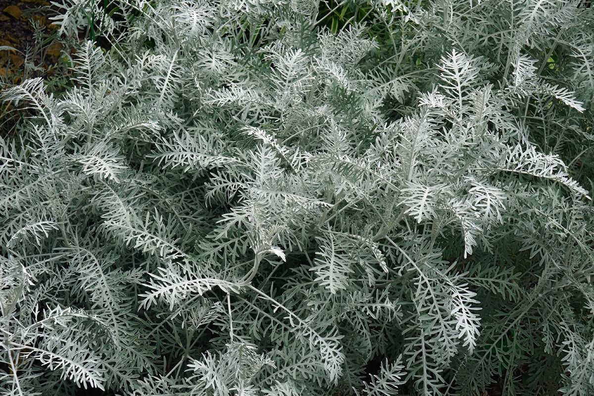 Alsem - Artemisia 'Powis Castle' kopen | Grijze tuinplanten