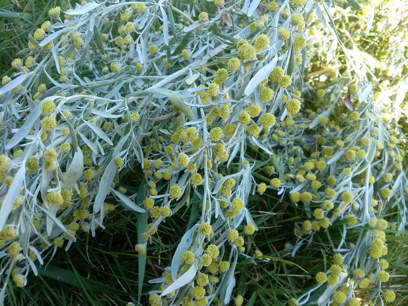 Artemisia-absinthium.jpg
