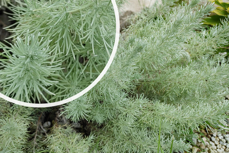 Bijvoet Alsem - Artemisia schmidtiana 'Nana' kopen & combineren