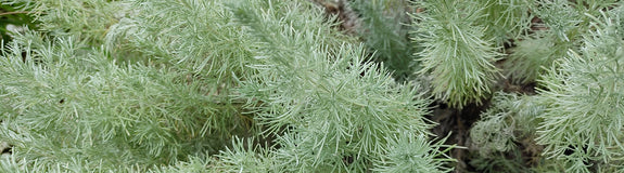 Decoratief blad Alsem - Artemisia schmidtiana 'Nana'
