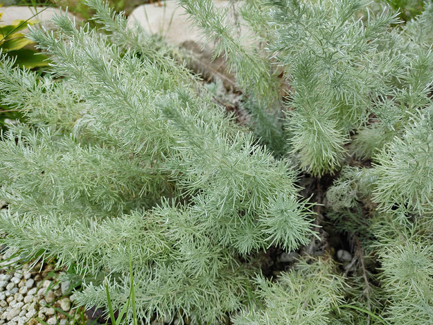 Bijvoet Alsem - Artemisia schmidtiana 'Nana' kopen & combineren