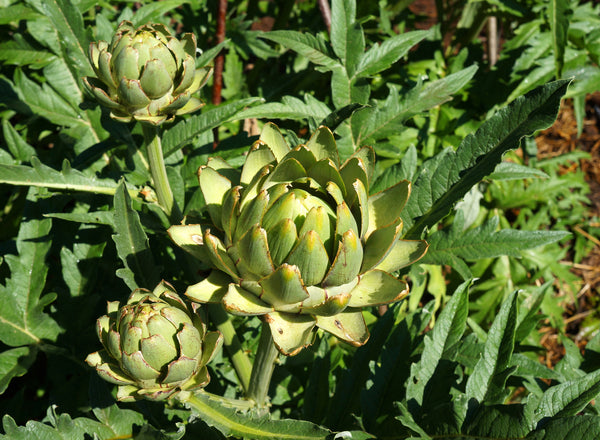artisjokken planten Artisjok