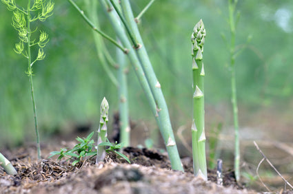 Asperge - Asparagus officinalis(groen)