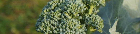 Aspergebroccoli - Brassica oleracea italica