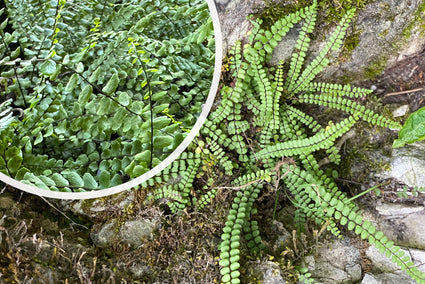 Steenbekvaren - Asplenium trichomanes, decoratief blad
