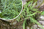 Steenbekvaren - Asplenium trichomanes, decoratief blad