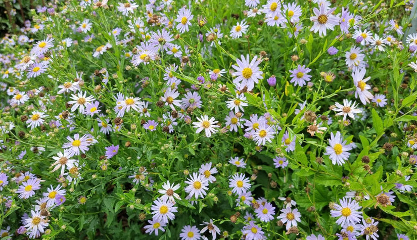 Aster Ageratoides in bloei