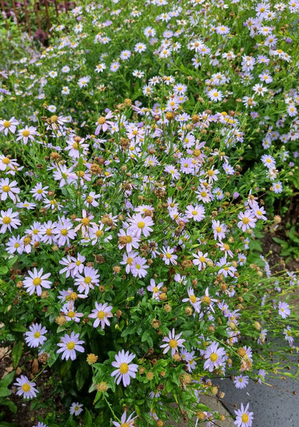 Aster Ageratoides