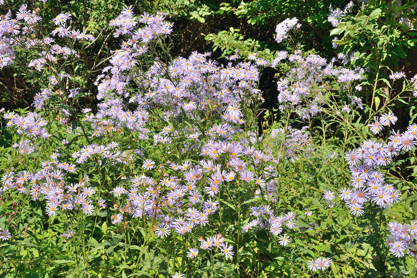 Herfstaster - Aster ageratoides 'Asmo'