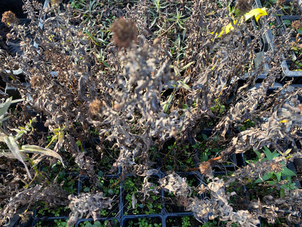 Aster - Aster dumosus 'Peter Pan' (Foto November)