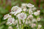 Zeeuws knoopje - Astrantia major 'April Love'