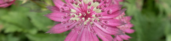 Astrantia major 'Claret' tuinplanten roze 