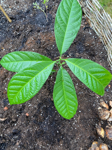 Avocadoplant - Persea americana