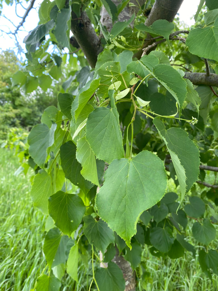 Blad Aziatische linde - Tilia insularis